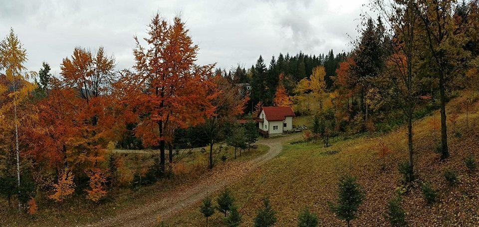 Soaptele Padurii & Casuta Din Padure Sucevita Buitenkant foto